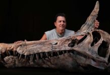 Нове Відкриття Spinosaurus Переписує Розуміння Середовища Проживання Динозаврів