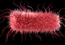 Найдавніші Гени Попередні Останній Універсальний Загальний Предок Життя на Землі