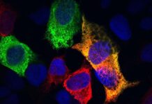 Клітинна реорганізація в процесі старіння може стати ключем до продовження здорового життя