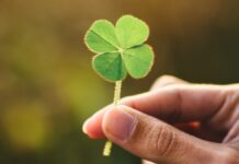 Правда про зелене: Чому підручники помилялися у кольорі рослин