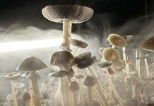 Псилоцибін Забезпечує Швидке та Тривале Полегшення Важкого ДКР в Оригінальному Дослідженні