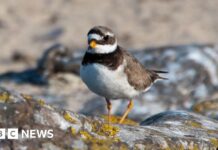 Прибережний Притулок: Введена Зона Винятки для Захисту Рідких Птахів у Лангнесі
