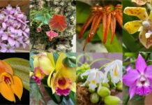 Strategi Penipuan Anggrek untuk Reproduksi