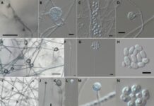 Грибкові Білки Пропонують Безпечну Альтернативу Токсичному Засіванню Хмар, Збереженню Продуктів та Кліматичному Моделюванню