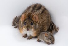 Несподіваний Молекулярний Перемикач, Що впливає на Батьківство у Африканських Смугастих Мишей