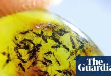 Зникла Наука Таксономії: Чому Втрата Фахівців з Видів Має Велике значення, Чим Ви Думаєте