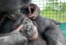 Bonobos Demonstrate Imagination, Challenging Human-Centric Views of Intelligence
