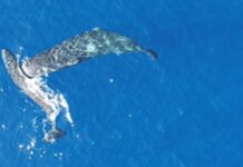 Кашалоти, впіймані на камеру: підтверджено жорстоку поведінку з використанням ударів головою