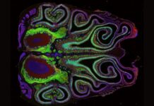 По той бік хаосу: нова карта розкриває високоорганізовану архітектуру нюху