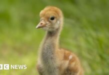 Um retorno majestoso: como uma reserva natural está alimentando a recuperação de guindastes no Reino Unido