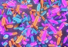 Кишкові бактерії можуть бути прихованим тригером для нейродегенеративних захворювань