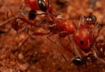 Simbiosi del deserto: come le piccole formiche fungono da “stazioni di pulizia” per i loro vicini più grandi