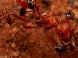 Симбіоз у пустелі: як крихітні мурахи стають «станціями очищення» для своїх великих сусідів