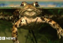 Екологічна криза в Рексемі: осушення водоймища загрожує місцевій популяції жаб