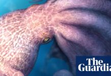 Кракен крейдяного періоду: гігантські восьминоги, що полювали на морські рептилії