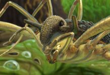 Стародавній Жнива Знайдений у Балтійському та Українському Янтарі