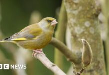 Популярність лазорівки в Сурреї різко зростає на тлі термінового попередження RSPB про здоров’я птахів