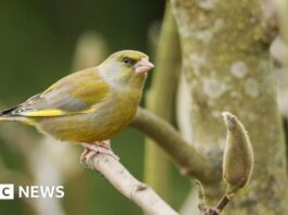 Популярність лазорівки в Сурреї різко зростає на тлі термінового попередження RSPB про здоров’я птахів