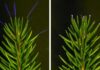 The Secret Glow : Comment les orages transforment les arbres en paratonnerres vivants