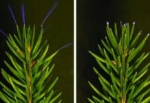 The Secret Glow : Comment les orages transforment les arbres en paratonnerres vivants