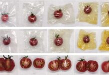 Гарбузова шкірка: порятунок від пластику та псування продуктів?