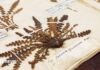 Digitalizzare l’erbario RAU: scoprire un record di 200 anni di biodiversità nel Regno Unito