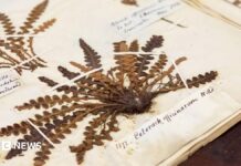 Digitalizzare l’erbario RAU: scoprire un record di 200 anni di biodiversità nel Regno Unito