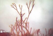 Come gli scienziati hanno confermato che la rara alga rosa è una nuova specie dopo 40 anni di caccia