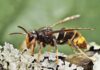 The Asian Hornet in France: Why This Invader Matters